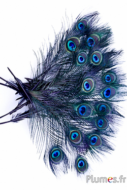Paon bleu miniature - 15-25 cm - noir